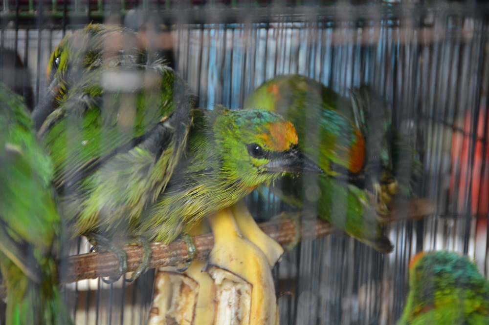 Barbets.  Bali bird market