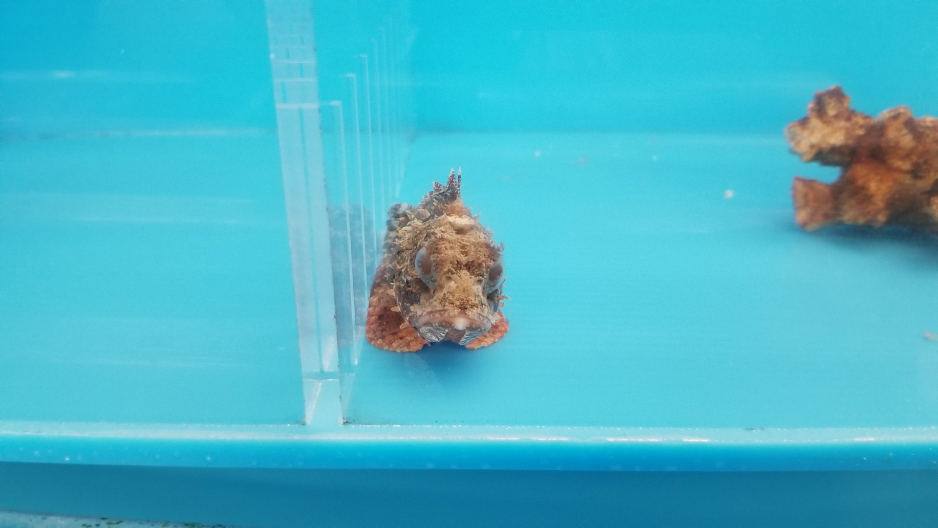 Barbfish / Goosehead / Orange scorpionfish, Scorpaena brasiliensis