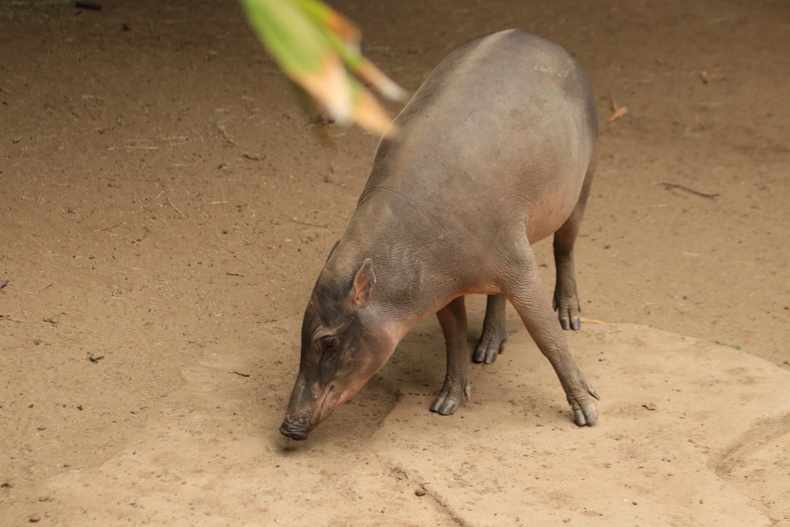 Barbirusa (June 2019)