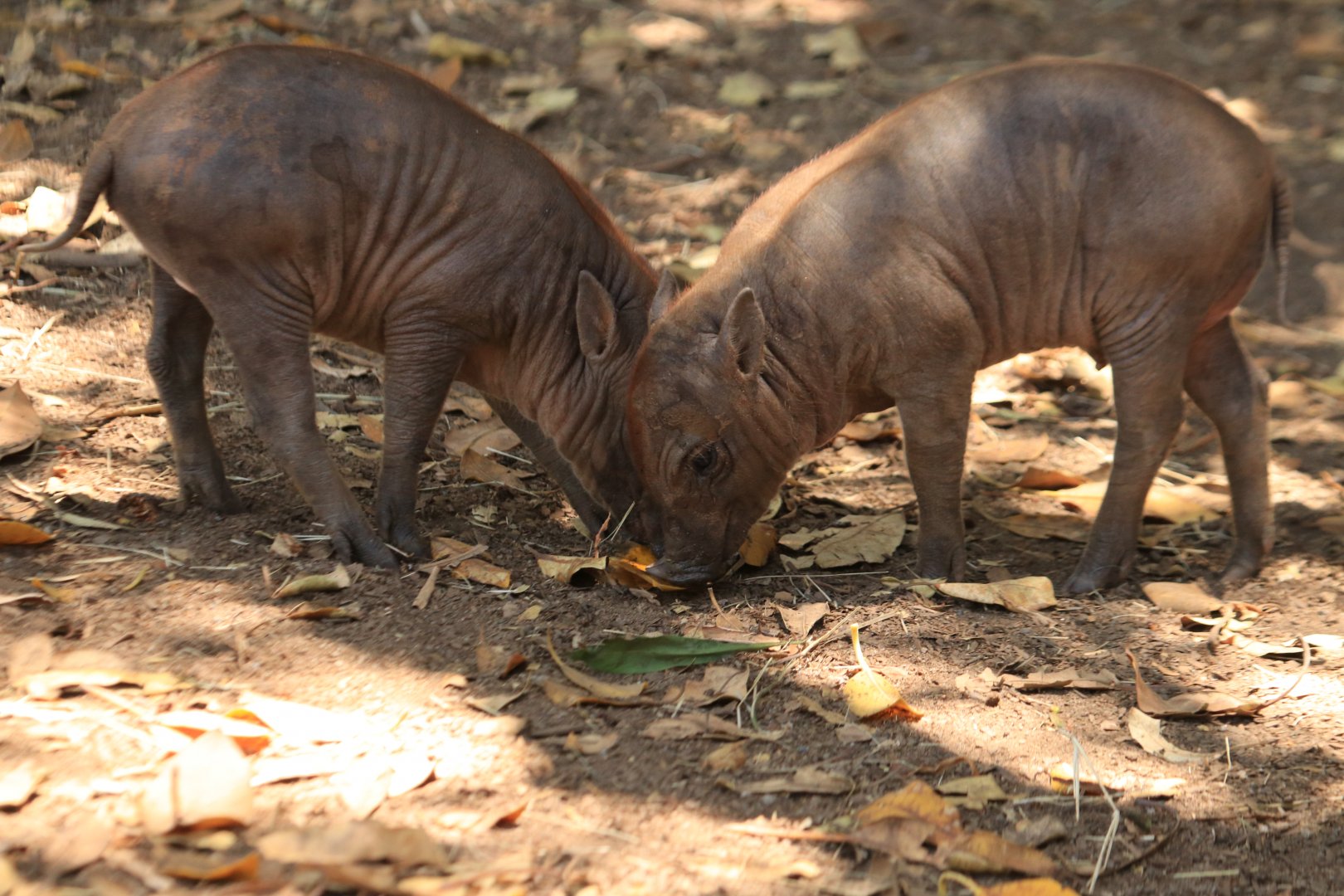 Barbirussa babies (June 2019)