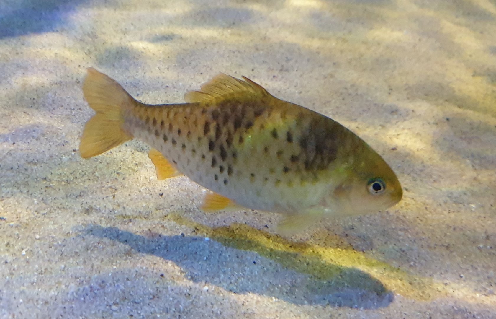 Barbodes lateristriga