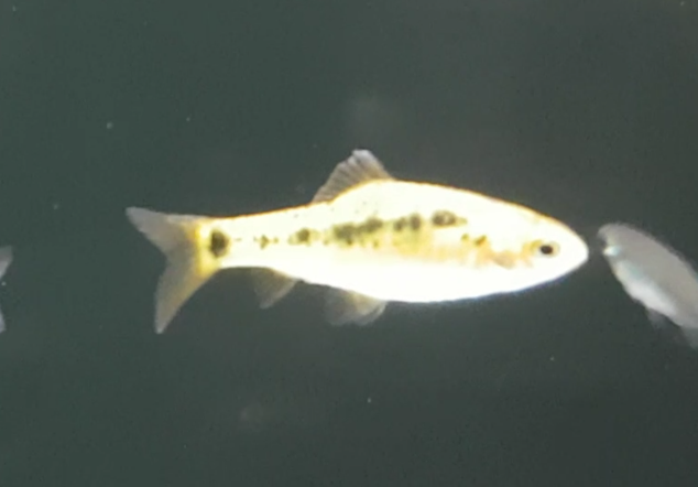 Barbodes semifasciolatus - Gold barb