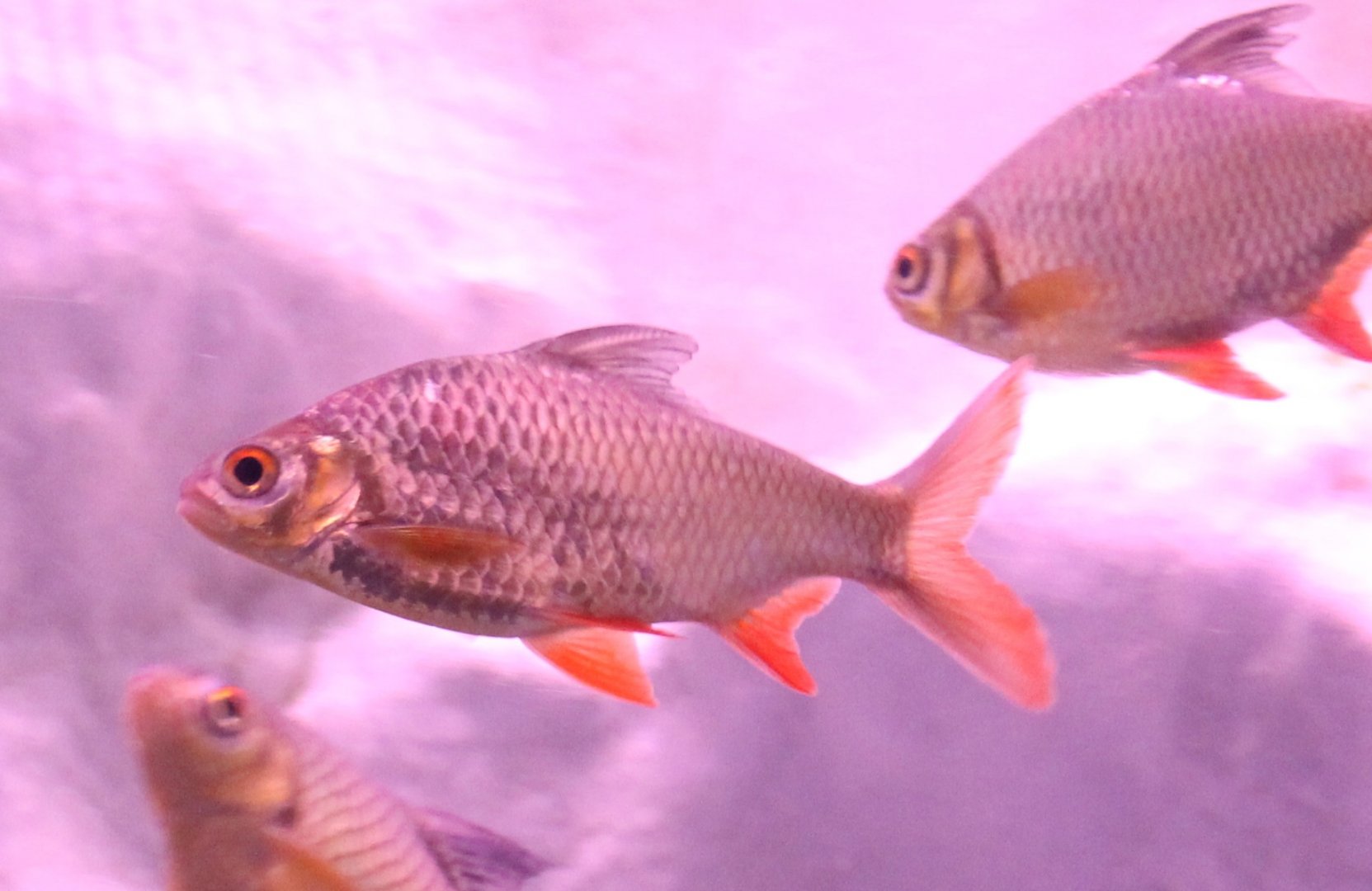 Barbonymus schwanenfeldii