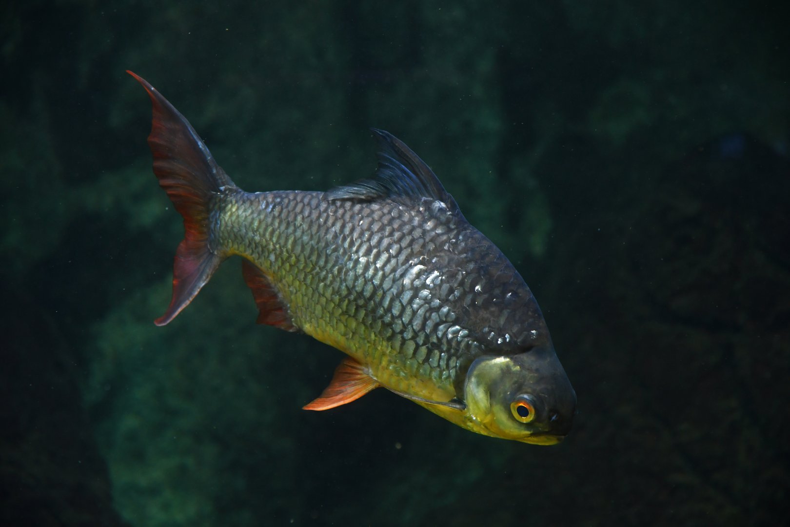 Barbonymus schwanenfeldii