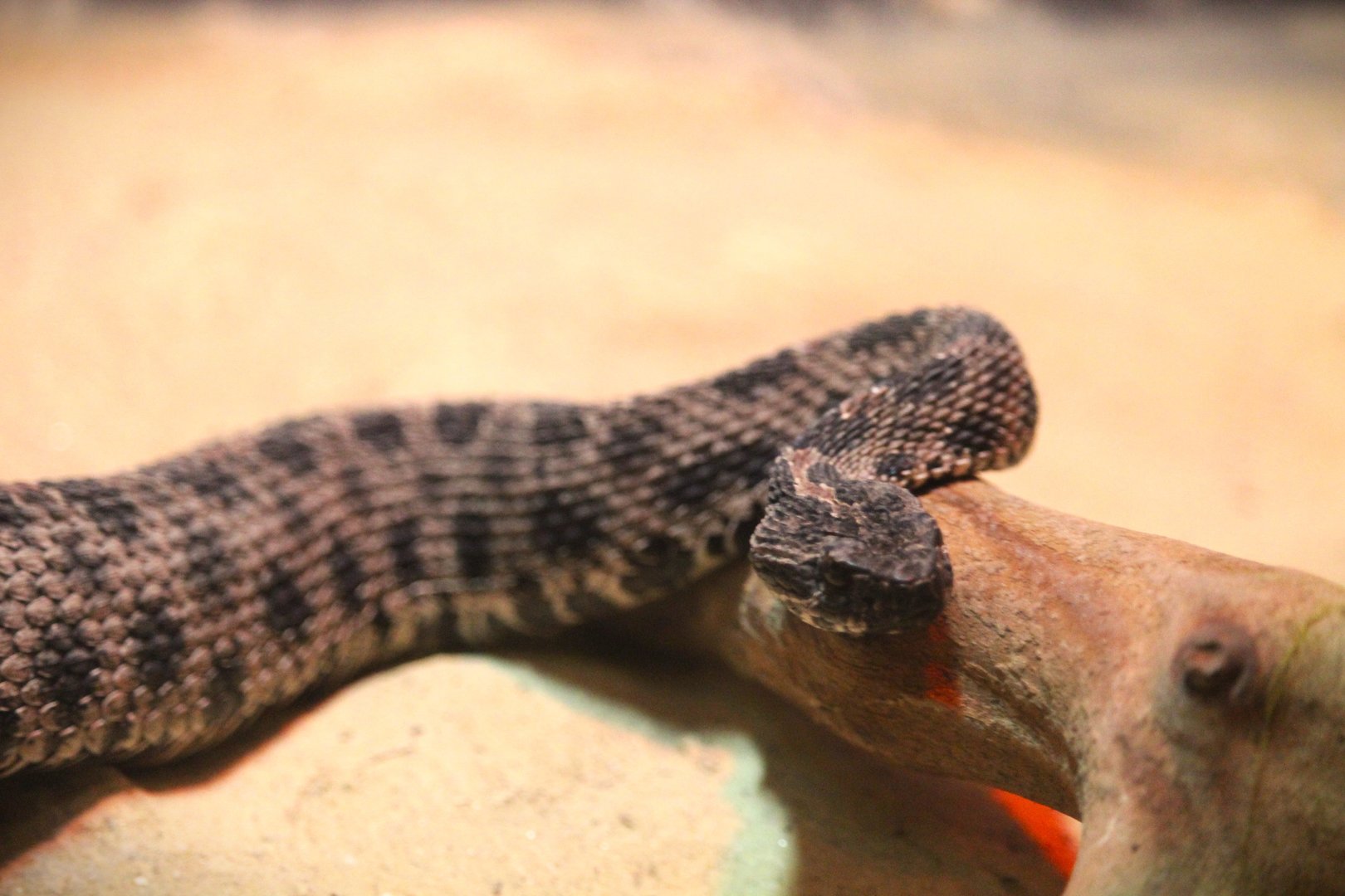 Barbour's Pygmy Rattlesnake