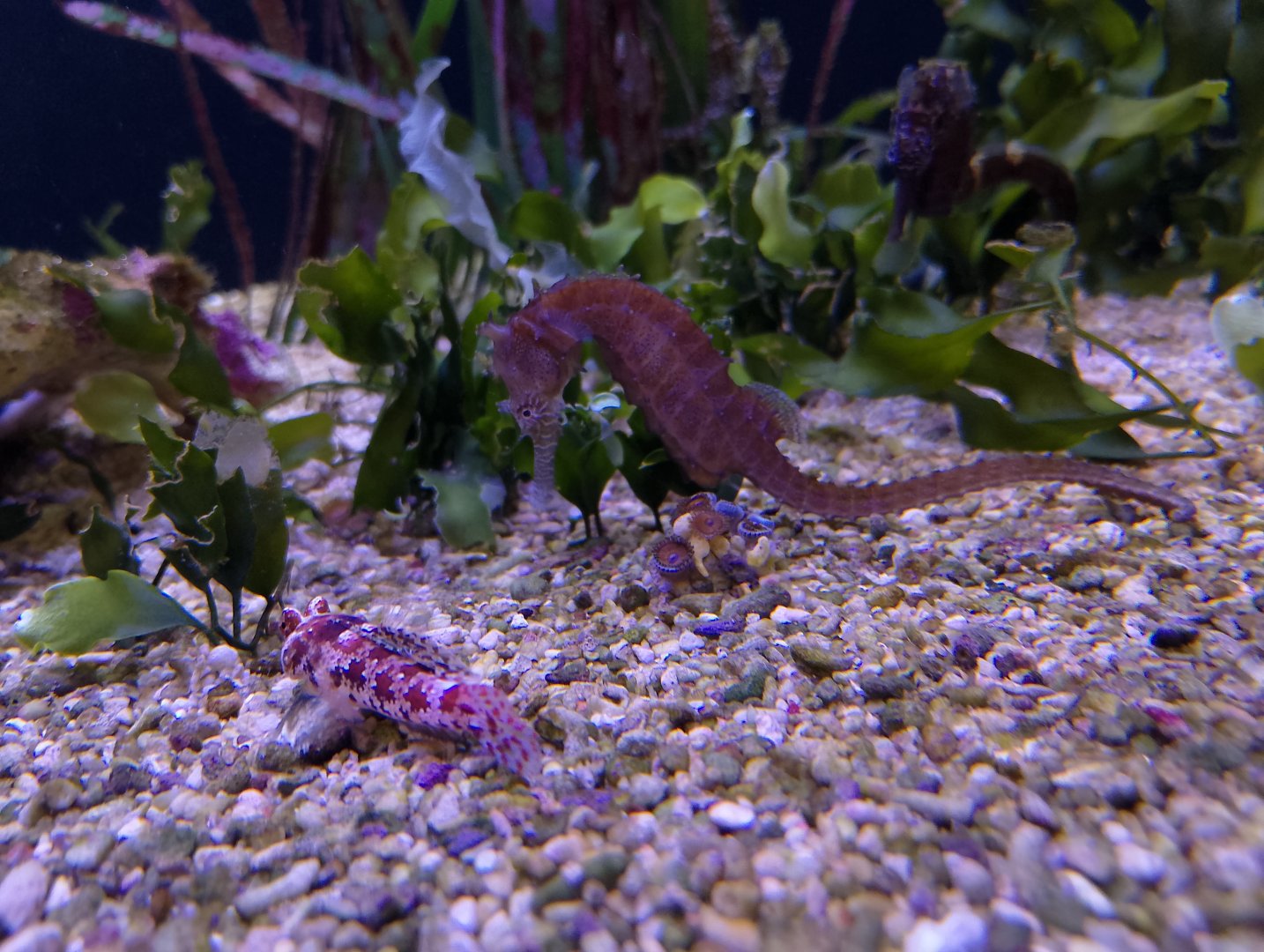 Barbour's seahorse and starry dragonet