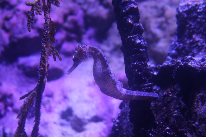 Barbour's seahorse (Hippocampus barbouri)