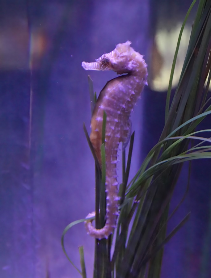 Barbour's seahorse (Hippocampus barbouri)