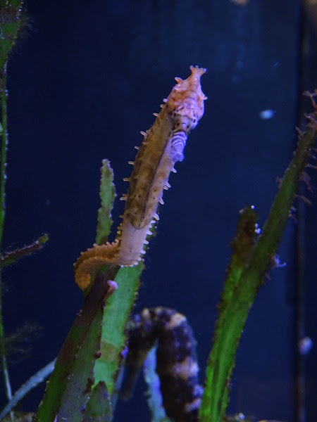 Barbour's seahorse (Hippocampus barbouri)