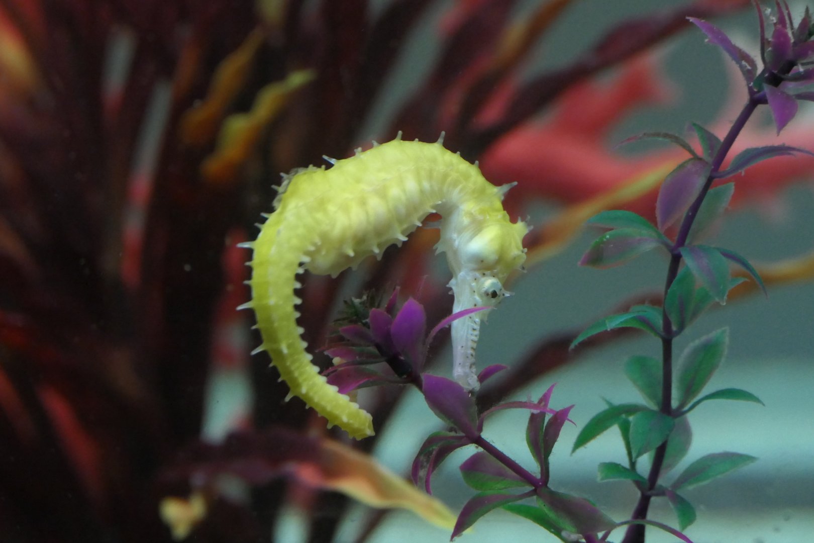 Barbour's Seahorse (Hippocampus barbouri)