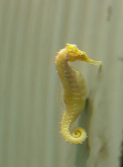 Barbour's Seahorse
