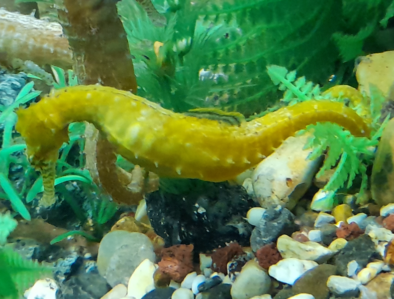 Barbour's Seahorse