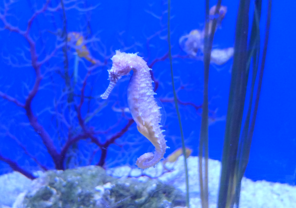 Barbour's Seahorse