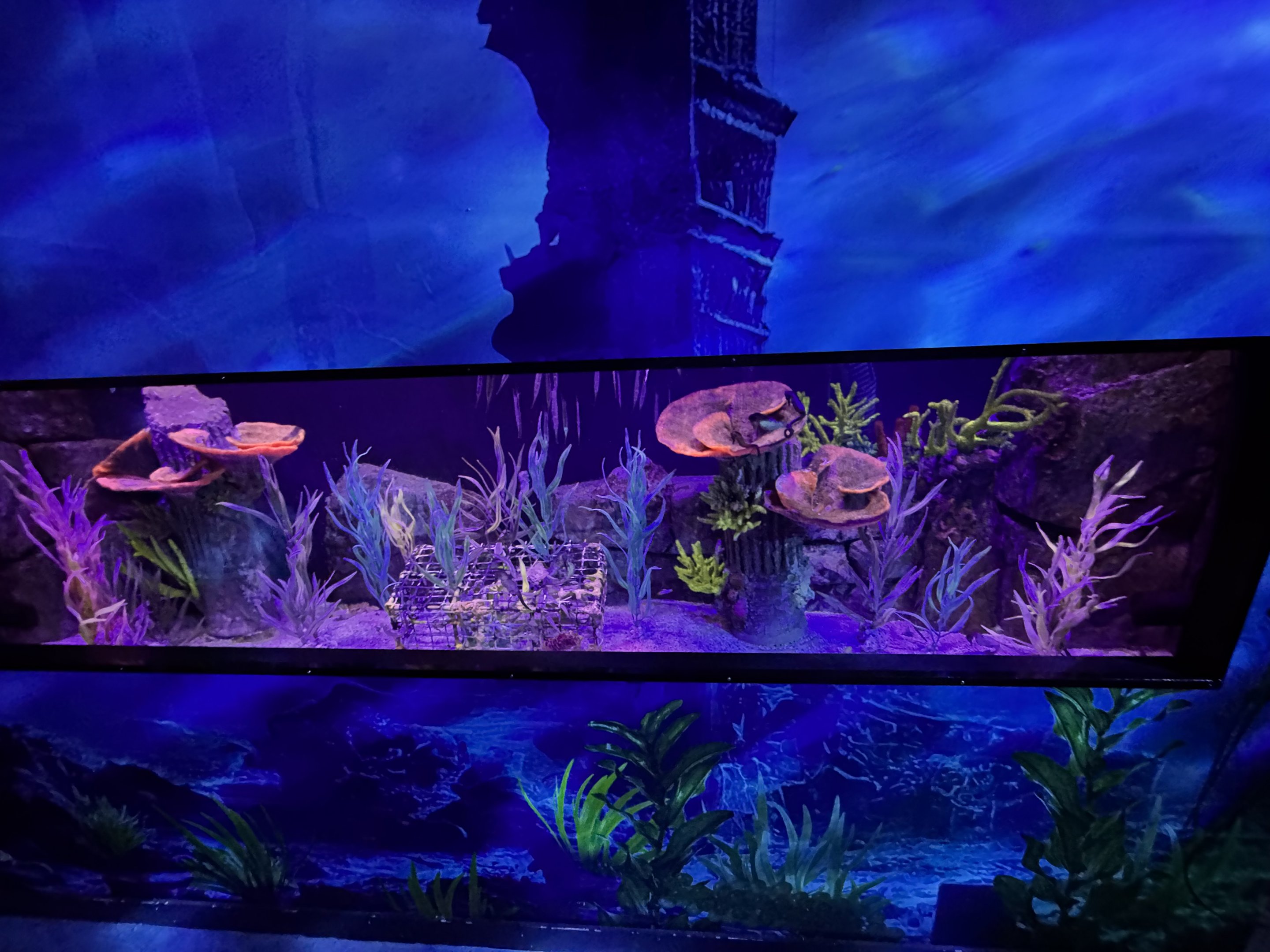 Barbour’s/Yellow Seahorse tank