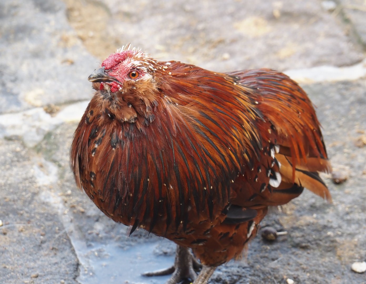 Barbu de Grubbe bantam (Gallus gallus domesticus), 2024-09-17