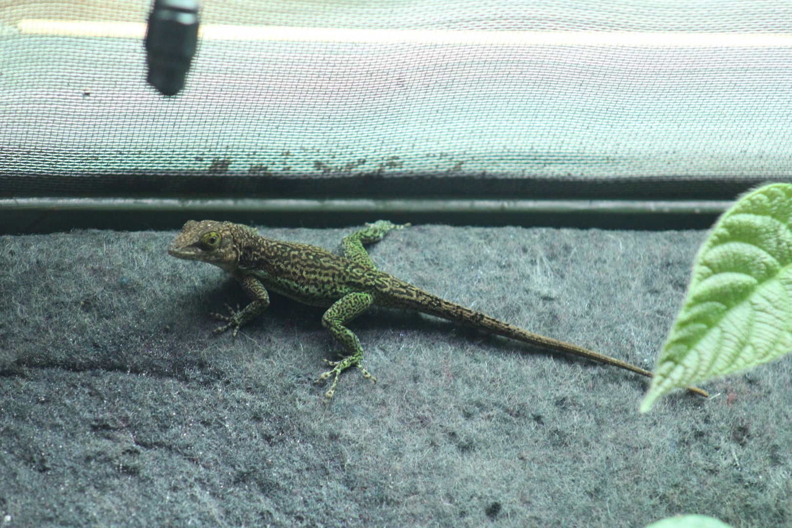 Barbuda Bank Tree Anole