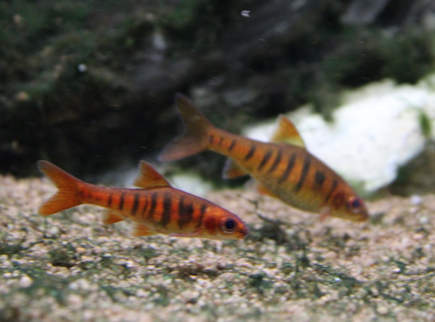 Barbus bariliodes