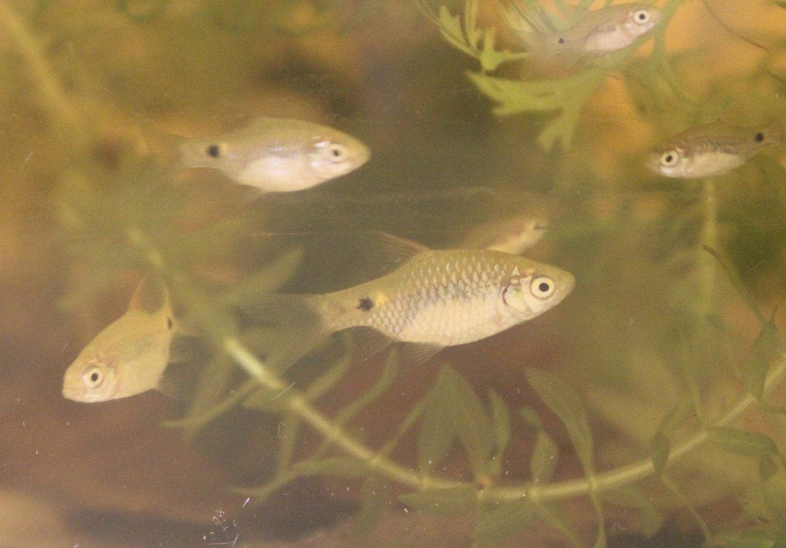 Barbus conchonius - juveniles
