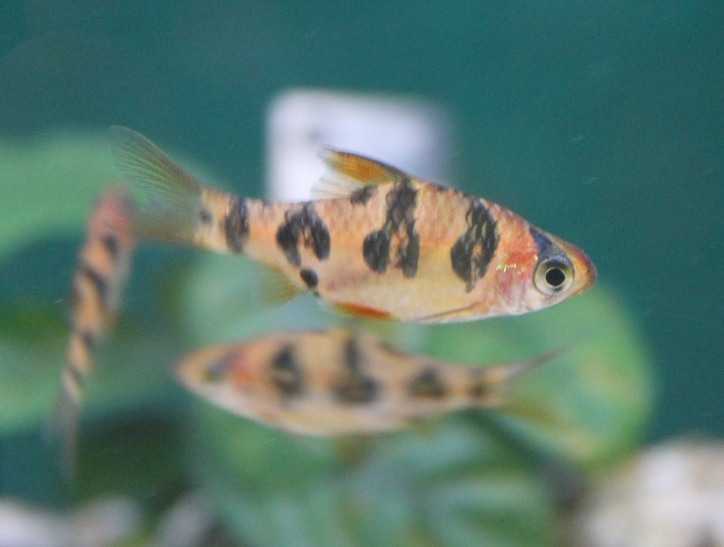 Barbus rhombocellatus