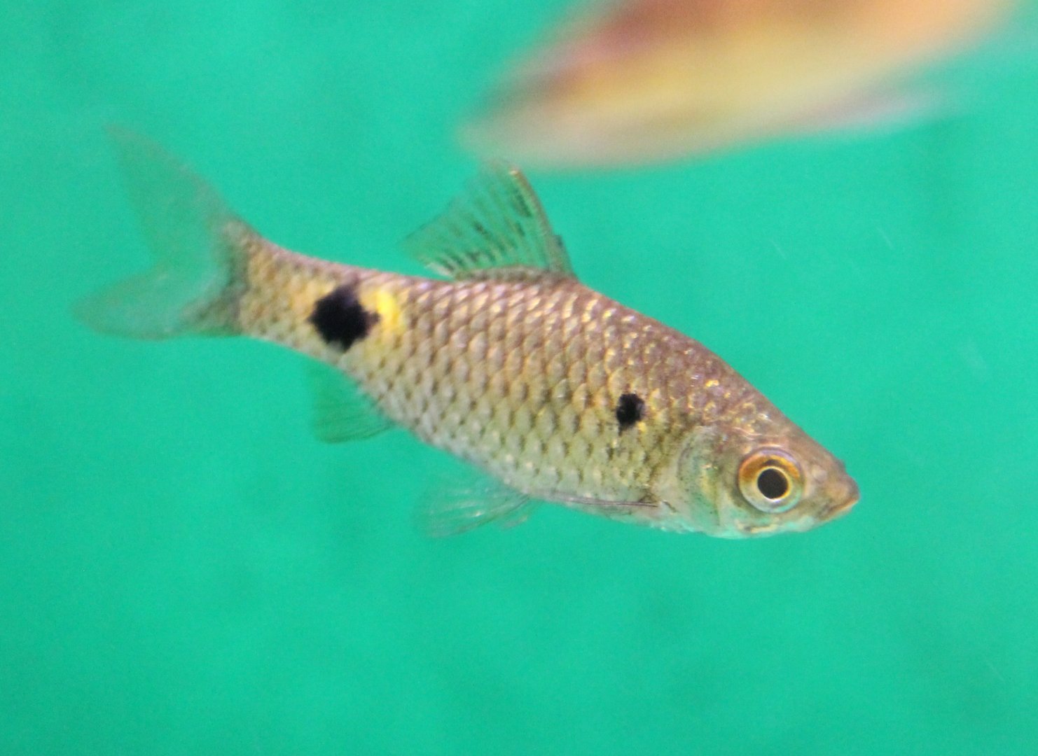 Barbus ticto