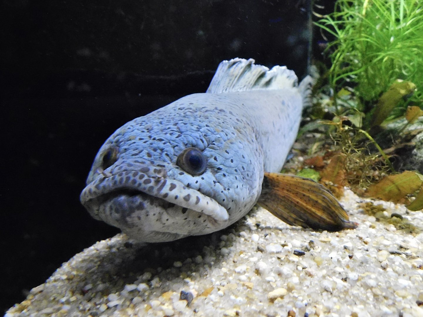 Barca Snakehead (Channa barca) - Kawasui Kawasaki Aquarium October 21, 2025
