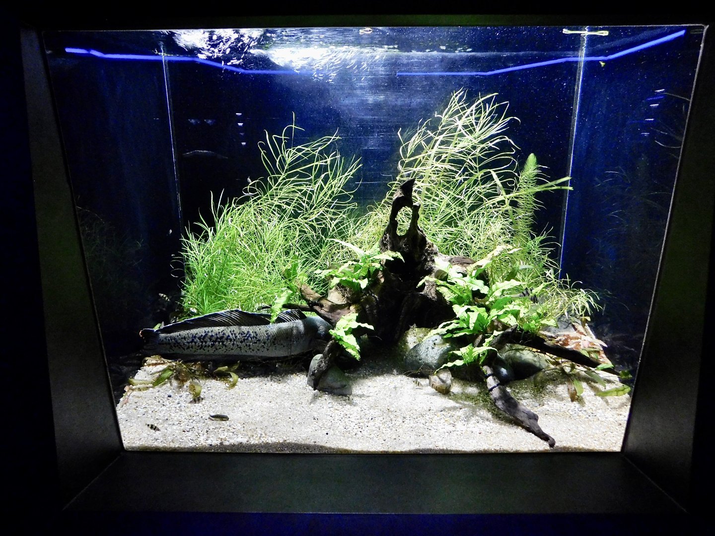 Barca Snakehead Tank - Kawasui Kawasaki Aquarium October 8, 2025