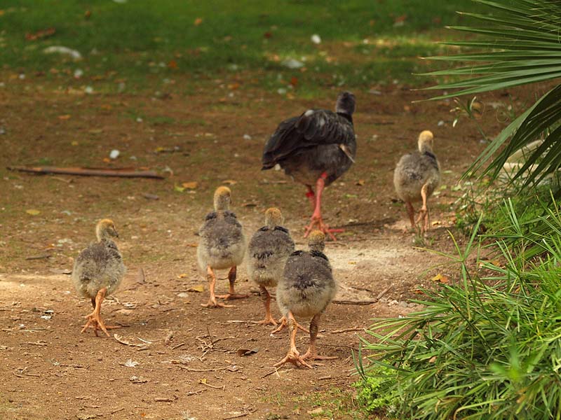 Barcelona Zoo - Crested screamer with chicks