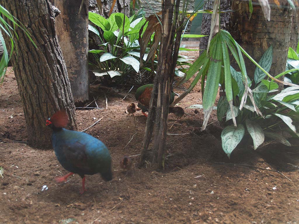 Barcelona Zoo - Crested Wood Partridge and chicks