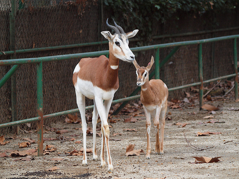 Barcelona Zoo - Dama Gazelle calf