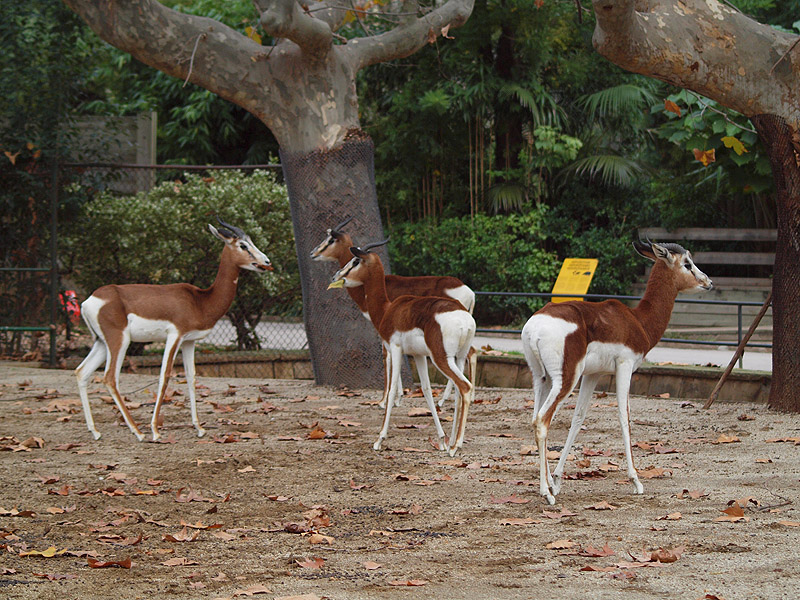 Barcelona Zoo - Dama Gazelle