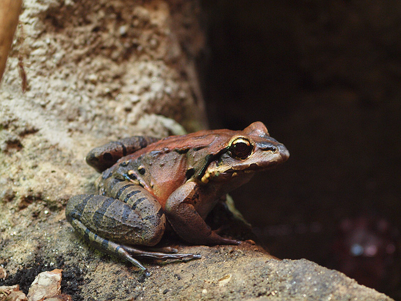 Barcelona Zoo - Giant Ditch Frog (Leptodactylus fallax)