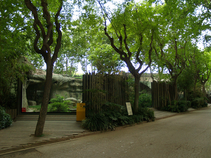 Barcelona Zoo - Gorillas