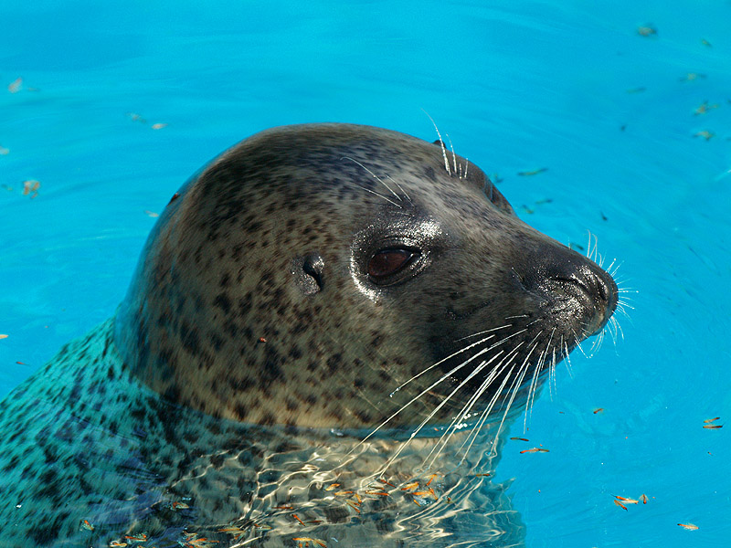 Barcelona Zoo - Harbor seal
