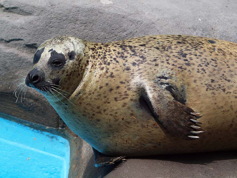 Barcelona Zoo - Harbor seal