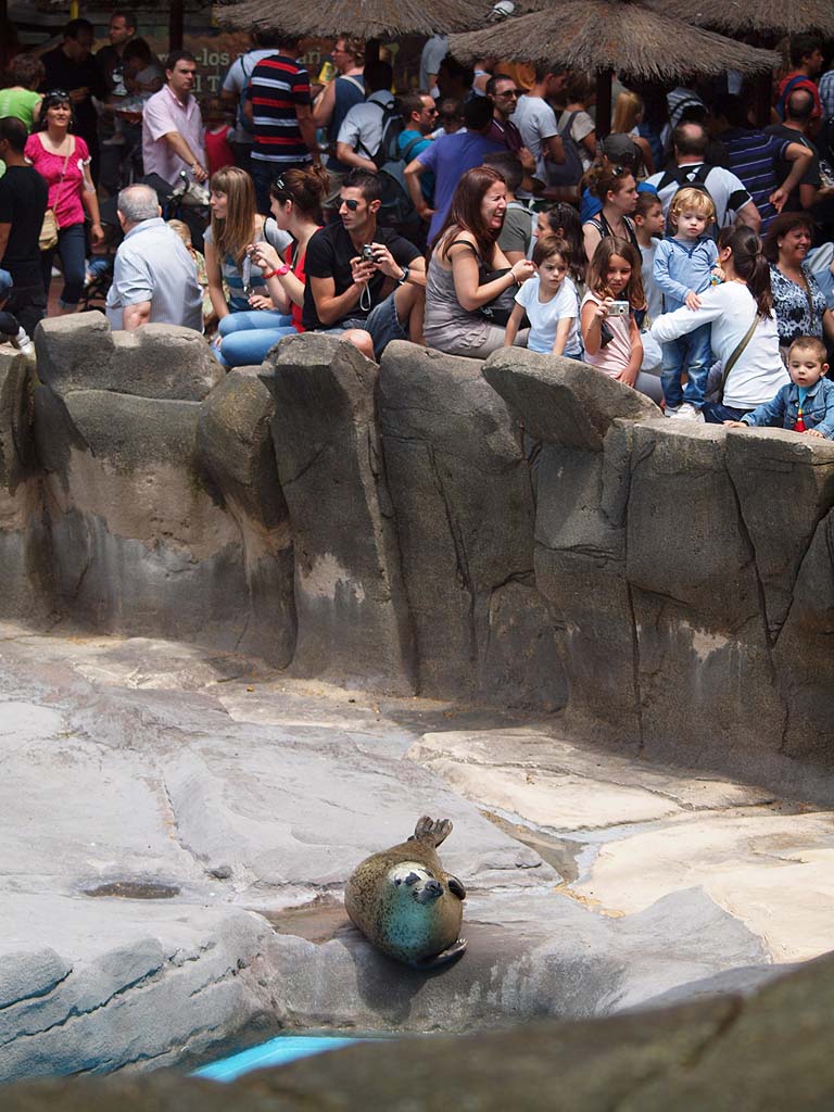 Barcelona Zoo - Harbor seal