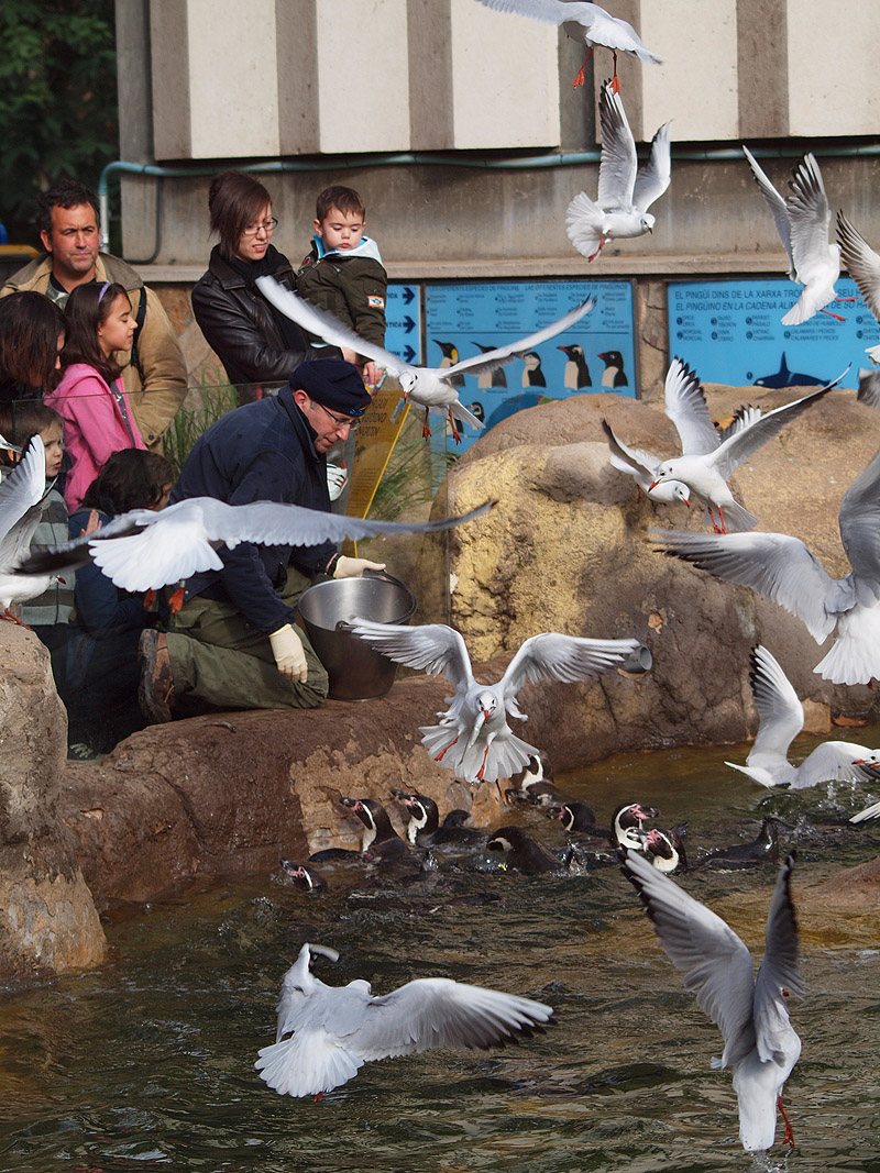 Barcelona Zoo - Humboldt Penguin feeding