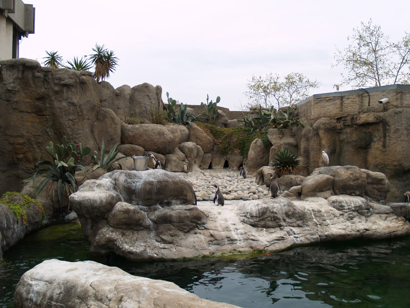Barcelona Zoo - Humboldt penguins