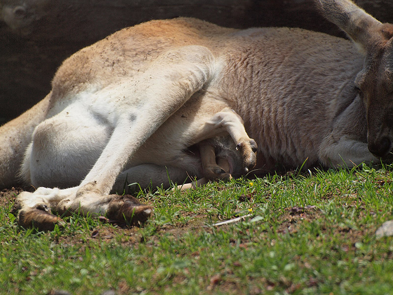 Barcelona Zoo - Kangaroo marsupium