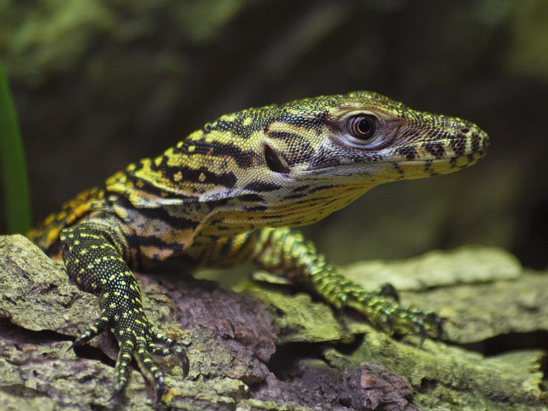 Barcelona Zoo - Komodo dragon babies