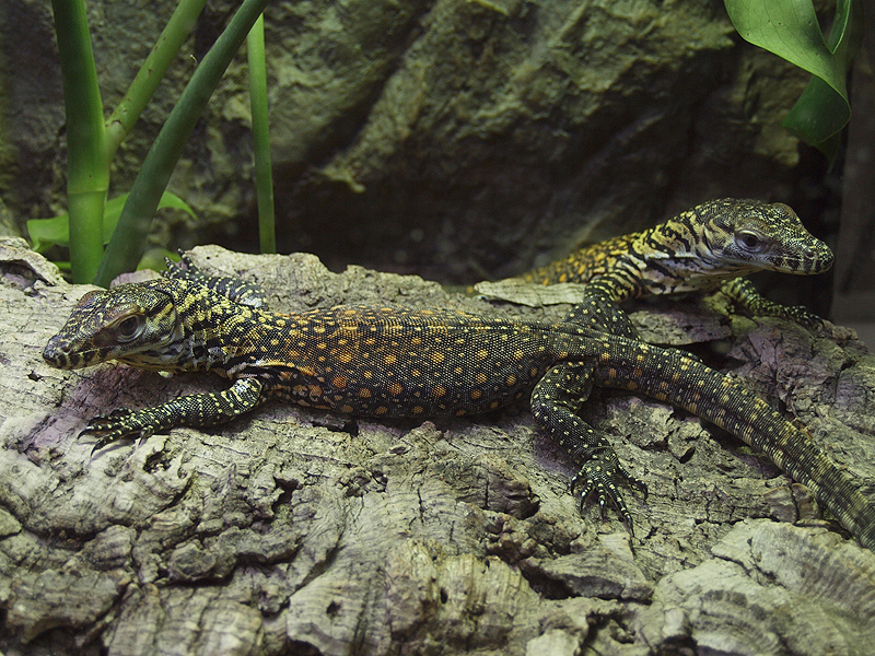 Barcelona Zoo - Komodo dragon babies