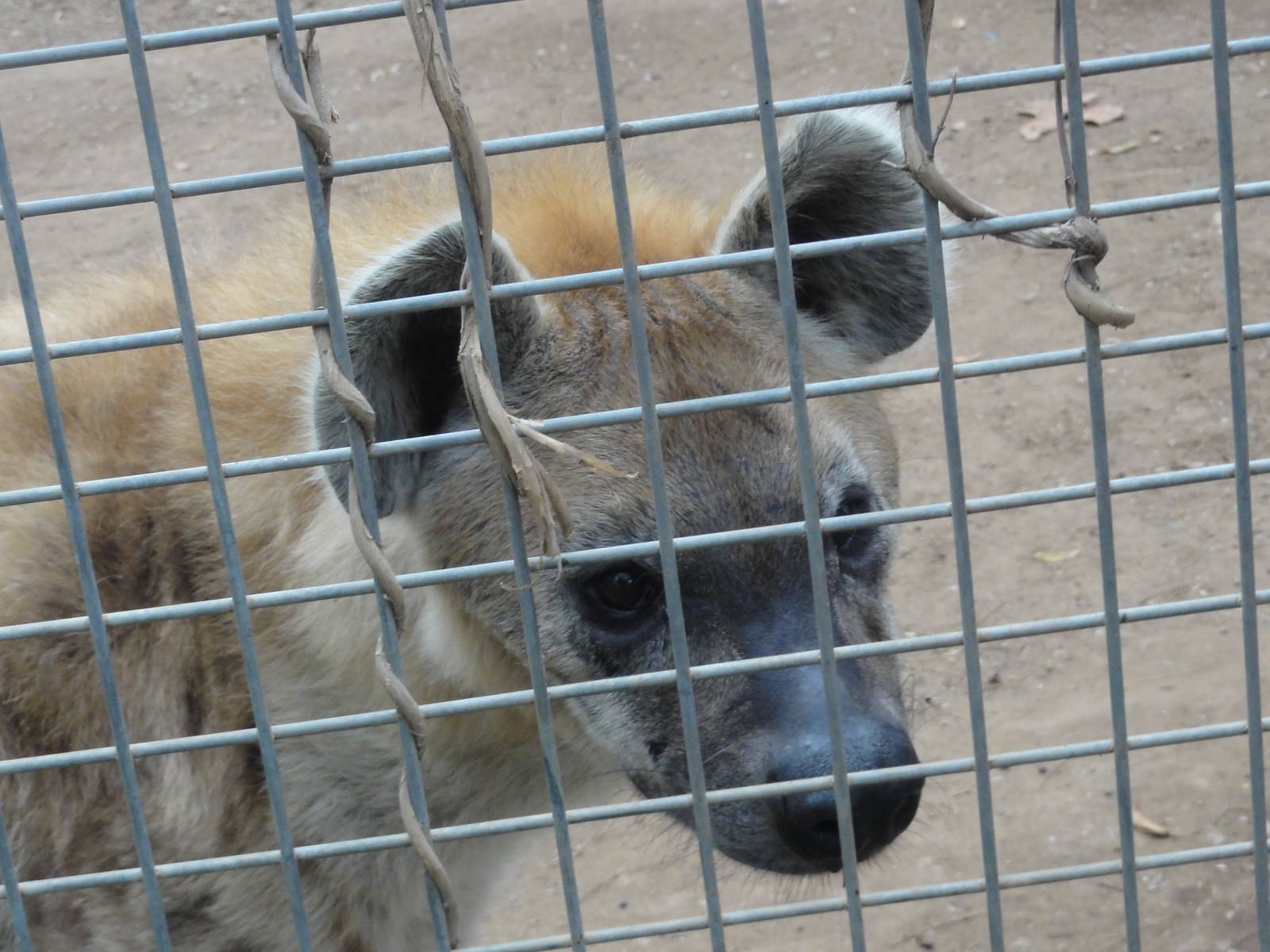 Barcelona Zoo; March 2016