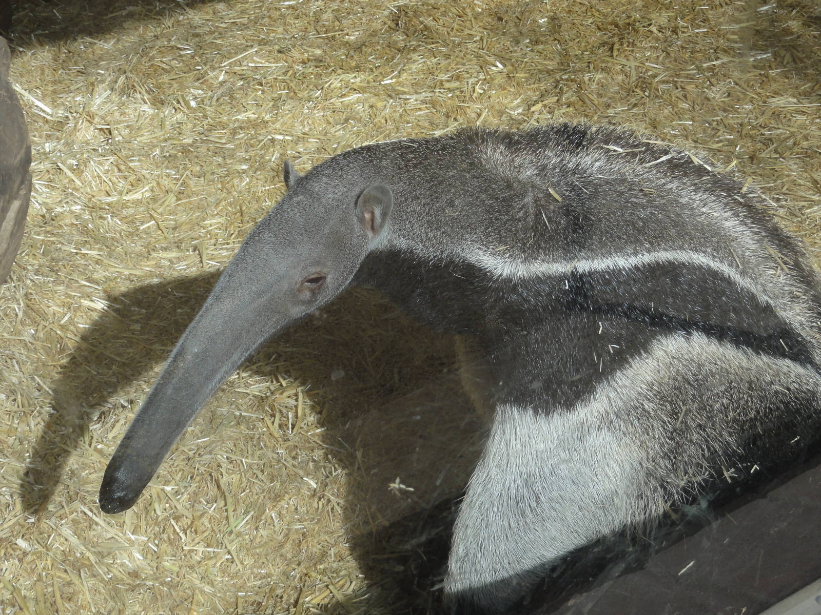 Barcelona Zoo; March 2016