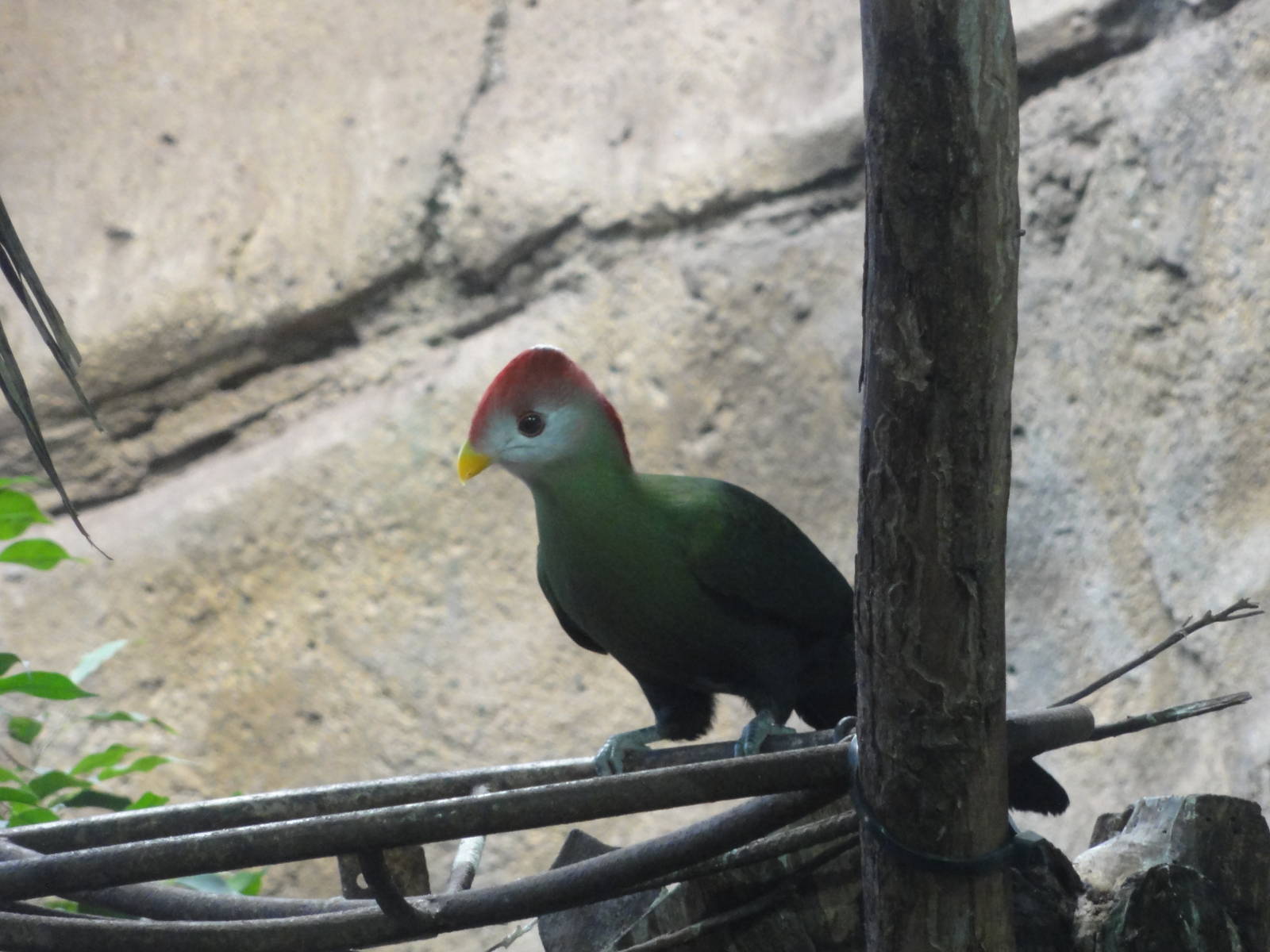 Barcelona Zoo; March 2016