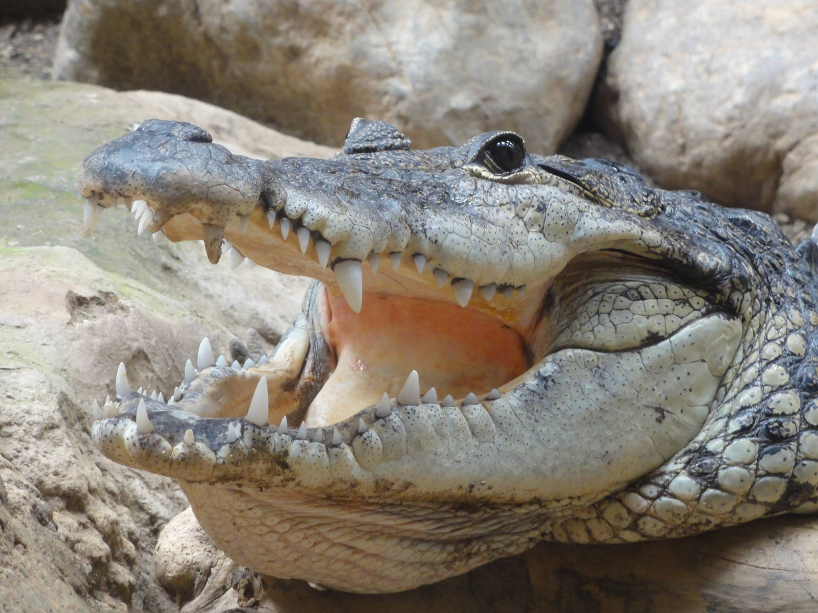 Barcelona Zoo; March 2016