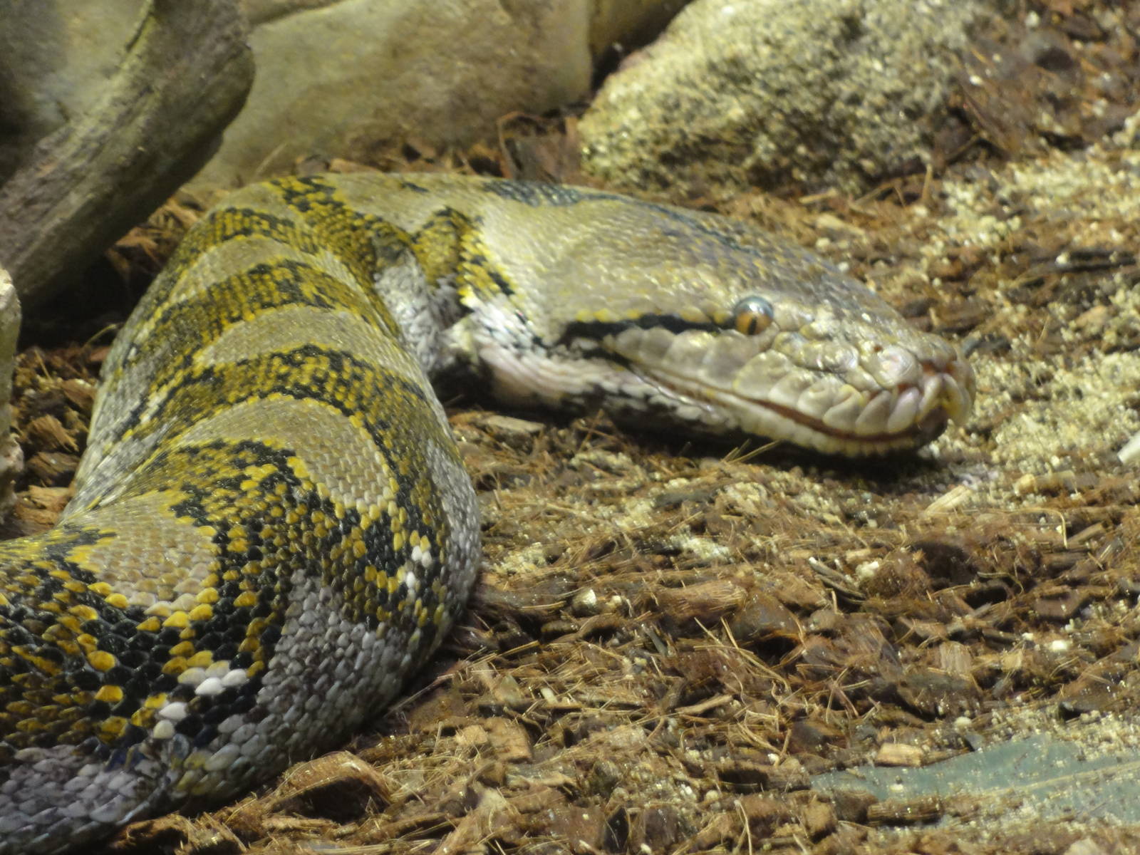 Barcelona Zoo; March 2016