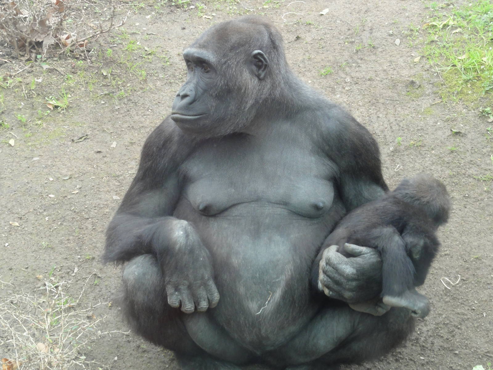 Barcelona Zoo; March 2016