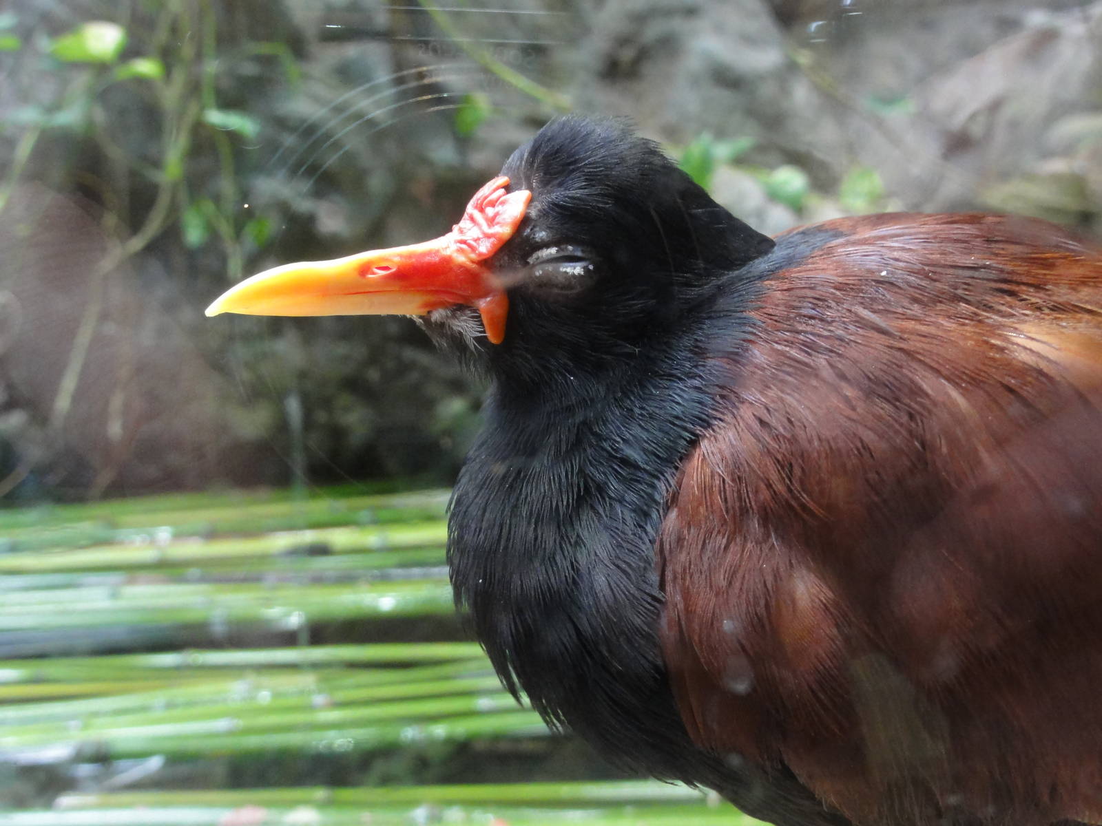 Barcelona Zoo; March 2016