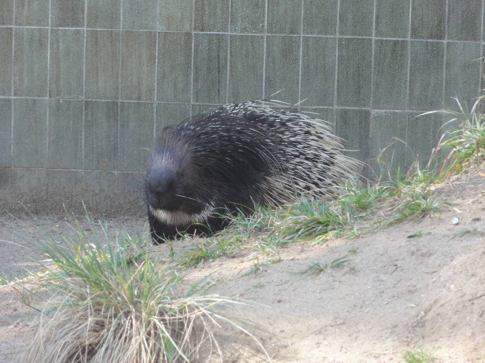 Barcelona Zoo; March 2016