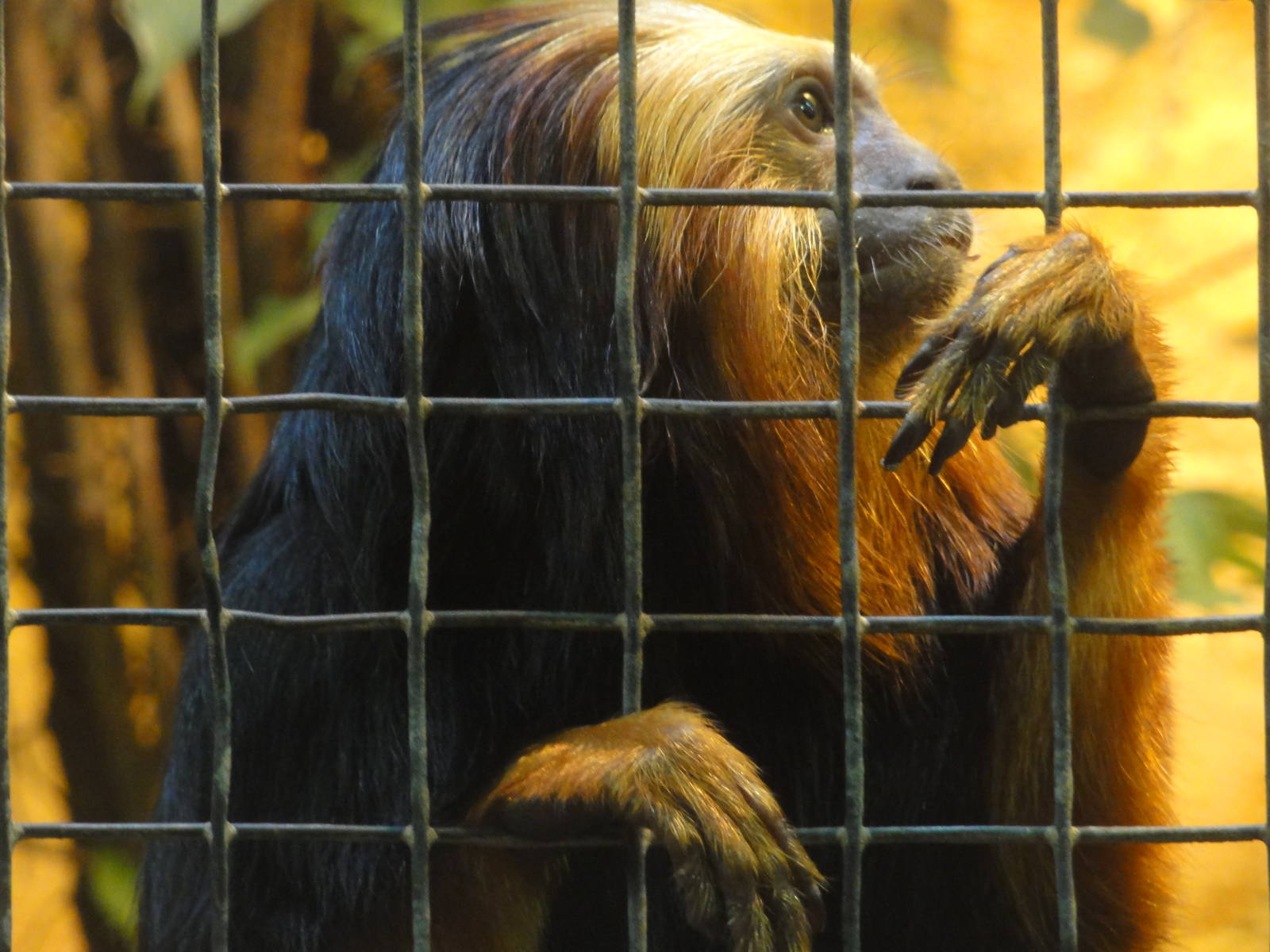 Barcelona Zoo; March 2016