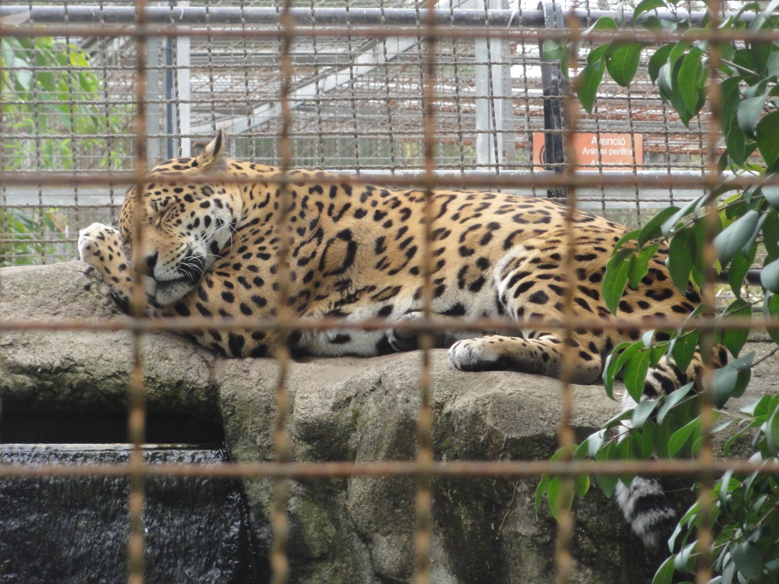 Barcelona Zoo; March 2016